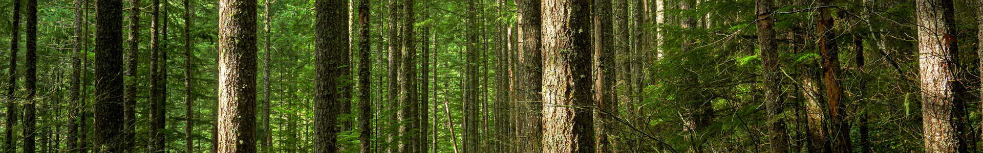 Picture of a Washington forest with sunlit trees1920px by 300px