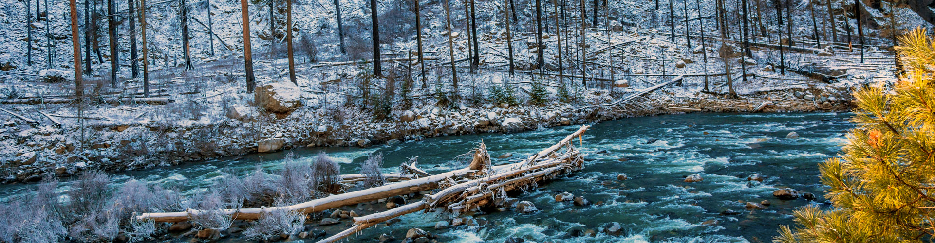 Winter leaves snow ice Wenatchee River Stevens Pass Jumbotron Image