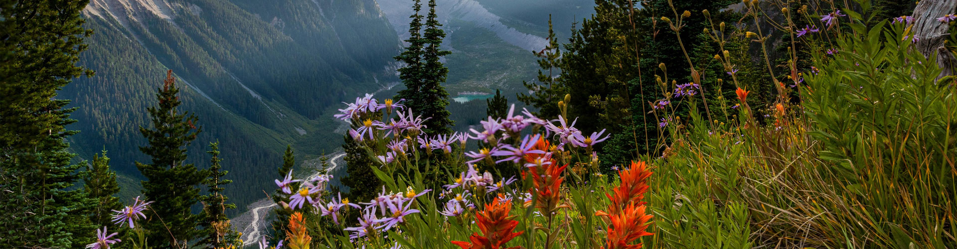 Mount Rainier with spring colored flowers 1920px jumbotron