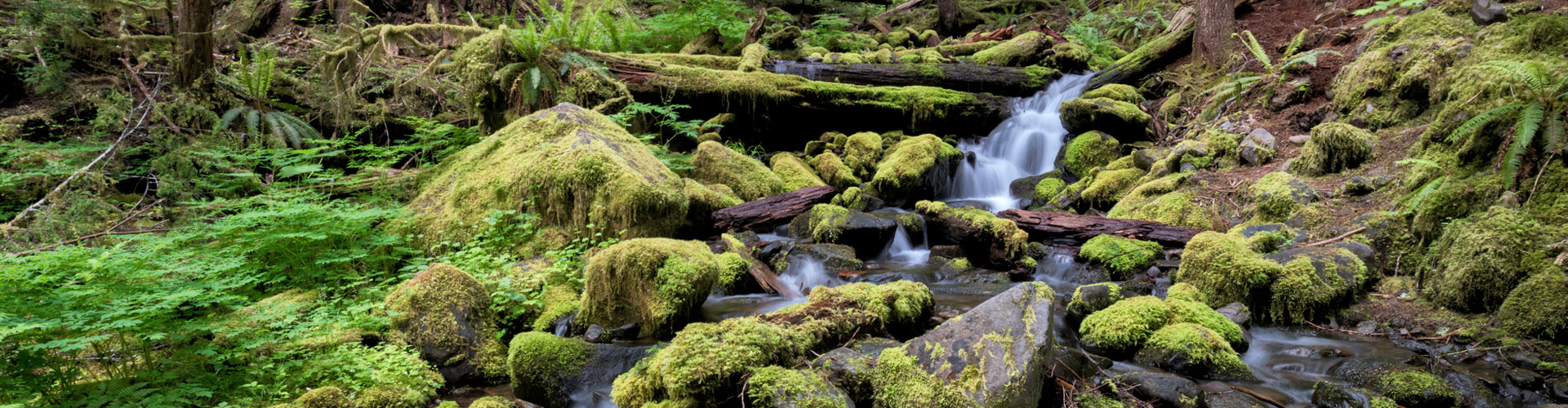 Sol Duc River near the rainforest in Olympic National Park Jumbotron