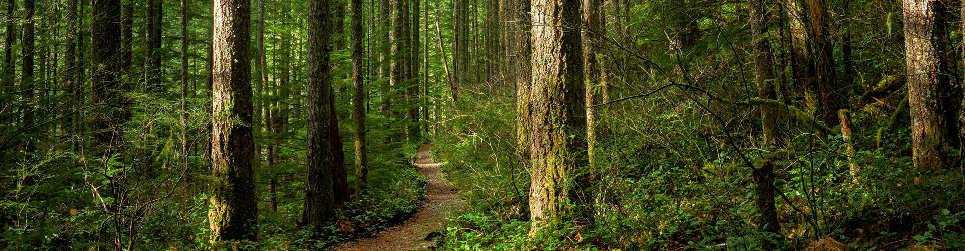 Picture of a Washington forest with sunlit trees 1920px