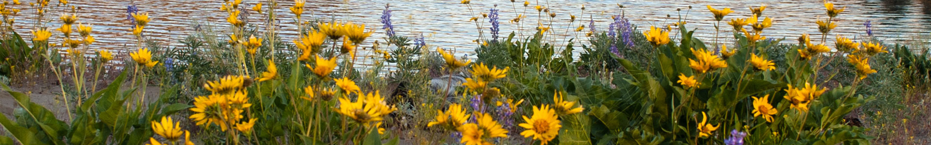Columbia Hills Park Lake Devils Punch Bowl 1920px by 300px jumbotron image
