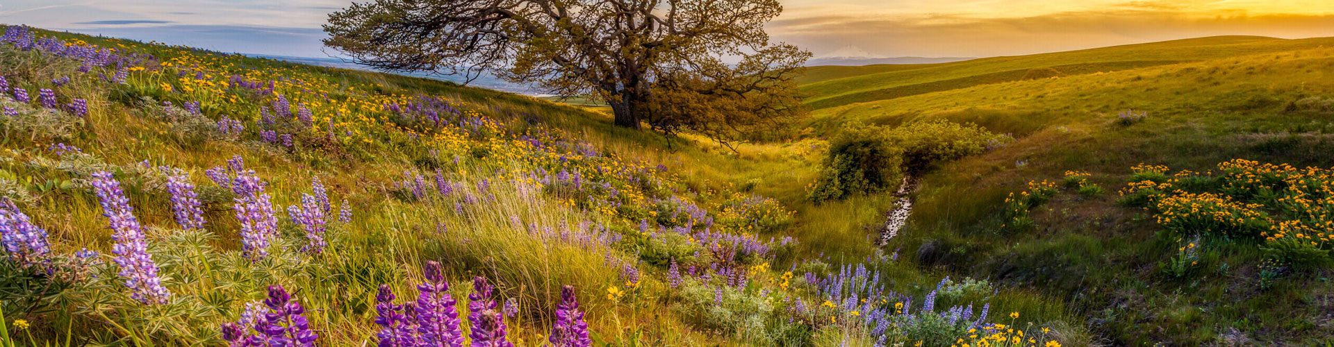 Columbia Hills Park with flowers jumbotron image