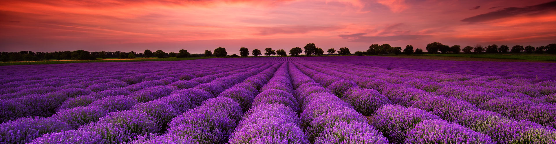 Lavender field jumbotron image