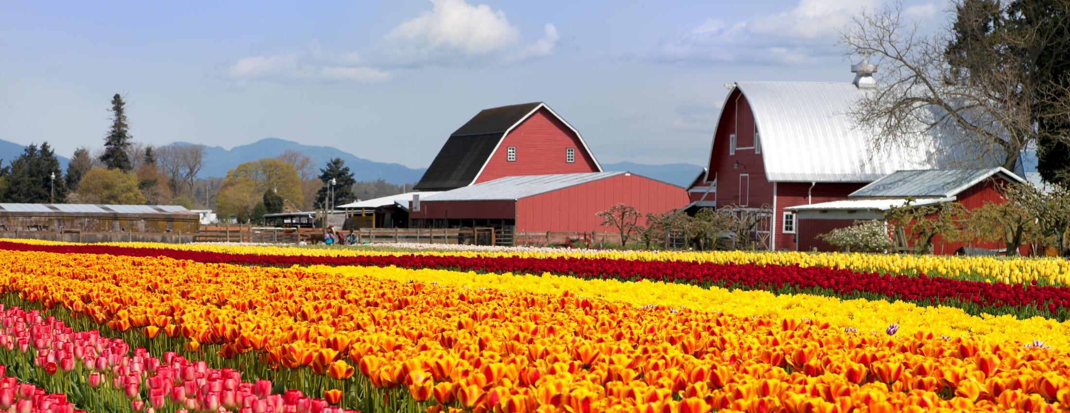 Tulip farm with red, orange, and yellow tulips, and red barns in distance. Skagit Valley, Washington.