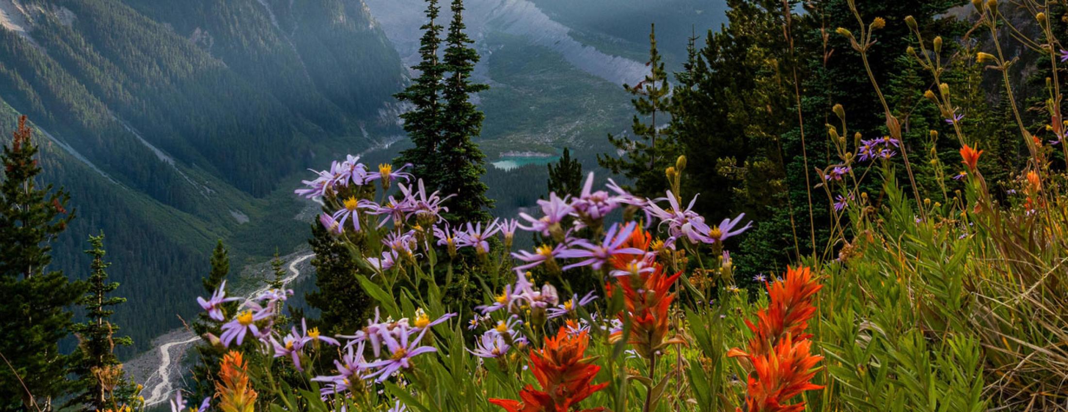 Mount Rainier with spring colored flowers 1920px jumbotron