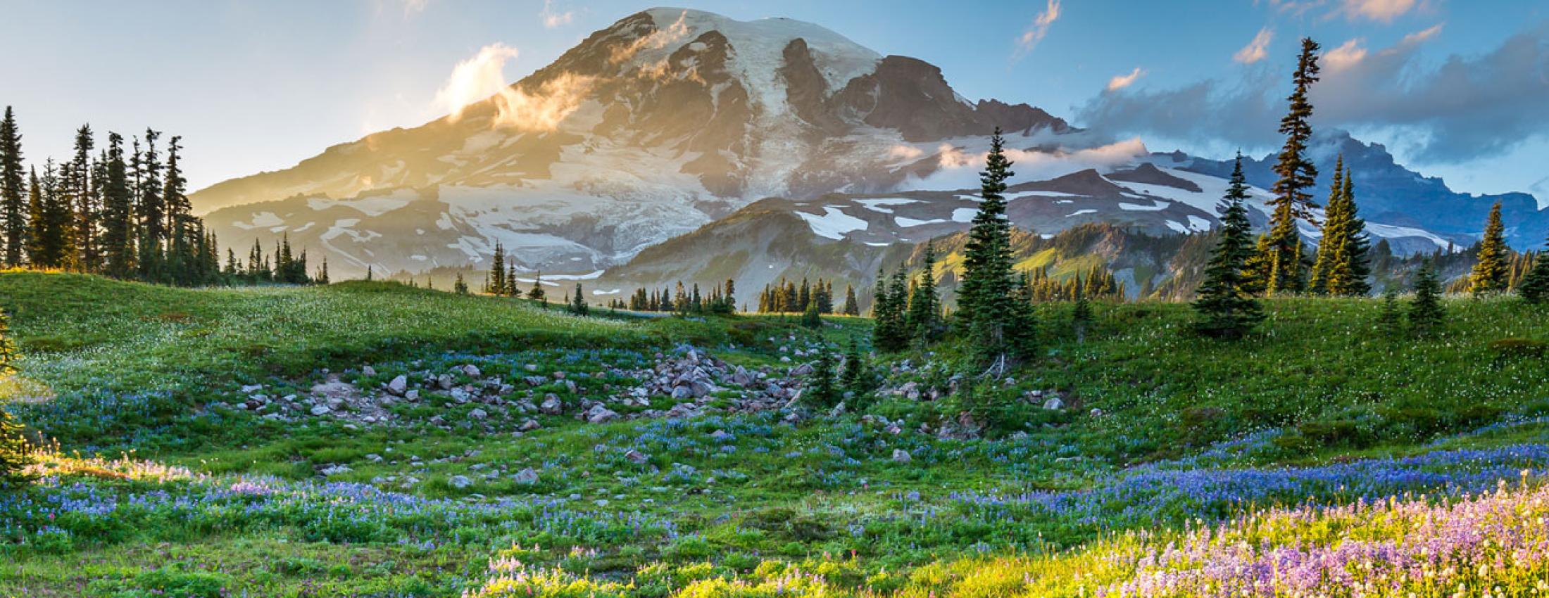 Mount Rainier in summer bloom 1920px by 500px jumbotron