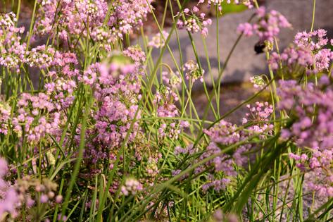 Picture of pink flowers in Tumwater used as the Nursing Assistant thumbnail