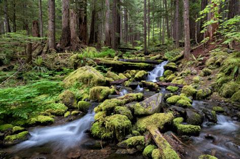 Picture of a stream in rainforest near Sol Duc River, Olympic National Park used for the Mental Health Resources thumbnail