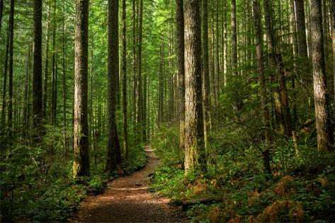 Picture of Washington forest of sunlit trees thumbnail