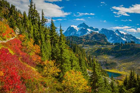 Picture of the fall foliage along the Chain lakes trail in Mount Baker used as the Resources thumbnail