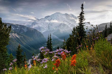 Picture of Mount Rainier with spring colored flowers used as the Participants thumbnail