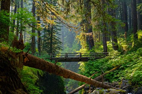 Picture of the bridge overlooking Sol Duc Falls used as the Referrals thumbnail