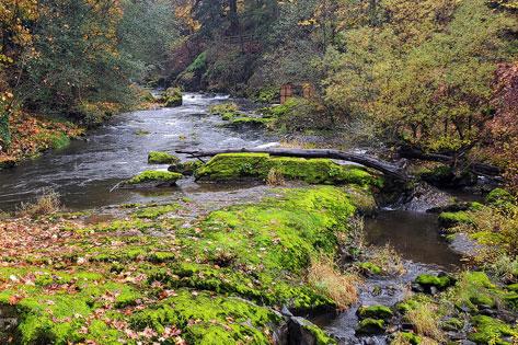 Picture of the Tumwater River Creek to communicate our Continuing Competency thumbnail