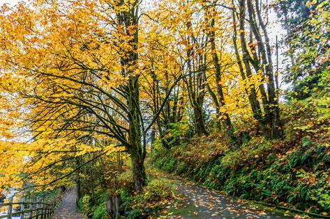 Picture of the Tumwater Bridge and Trees used as the Registered Nurse (RN) Delegation Scope of Practice Decision Tool thumbnail