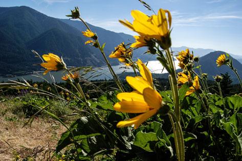 Picture of the Columbia Gorge landscape with wildflowers blowing in the wind used as the Out-of-state Nursing Technician Programs thumbnail