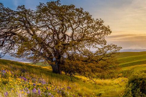 Picture of the Columbia Hills