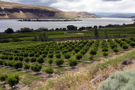 Picture of the Farmer Fields Orchards fruit trees Columbia River Gorge used as the thumbnail for Professional Vocational Relationships Courses
