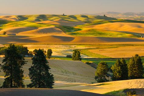 Picture of Palouse farmlands used as the thumbnail for Nursing Assistant Program Information for Students