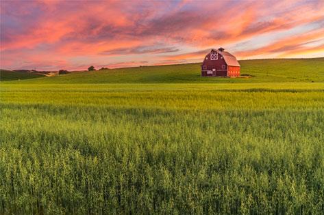 Picture of a field in Palouse used as the thumbnail for Nursing Assistant Rural Pilot
