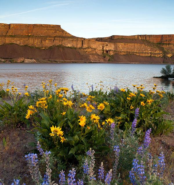 Spring wildflowers banks along Lake Devil's Punch Bowl