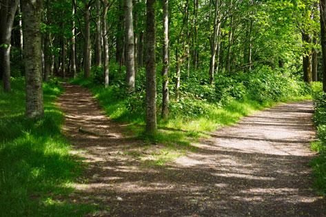 Picture of a fork in a forest path used as the thumbnail image for Nursing Career Pathways